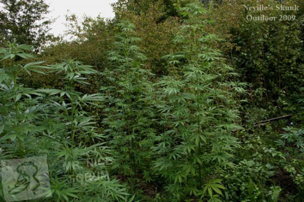 Mr. Nice Seeds - Neville's Skunk (reg.)