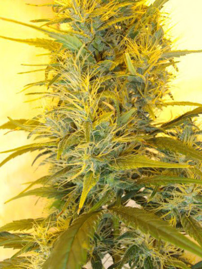 Mr. Nice Seeds - Neville's Skunk (reg.)