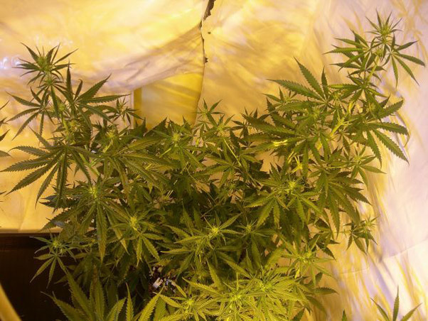 Mr. Nice Seeds - Neville's Skunk (reg.)