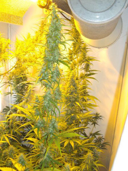 Mr. Nice Seeds - Neville's Skunk (reg.)