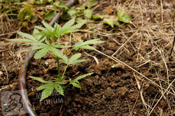 Mr. Nice Seeds - Neville's Skunk (reg.)
