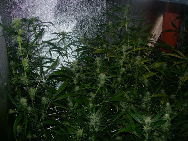 Mr. Nice Seeds - Neville's Skunk (reg.)