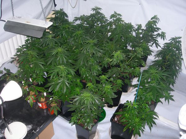 Mr. Nice Seeds - Neville's Skunk (reg.)