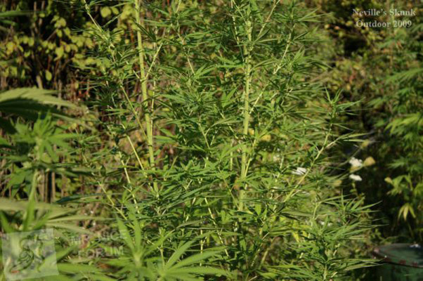 Mr. Nice Seeds - Neville's Skunk (reg.)