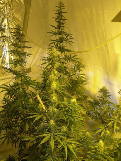 Mr. Nice Seeds - Neville's Skunk (reg.)