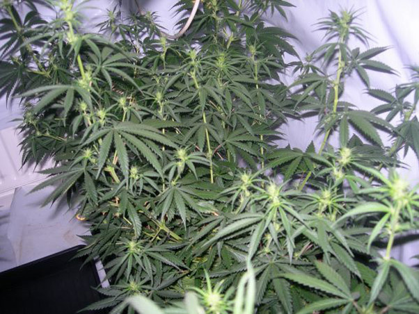 Mr. Nice Seeds - Neville's Skunk (reg.)