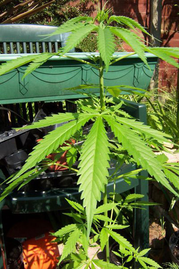 Mr. Nice Seeds - Neville's Skunk (reg.)