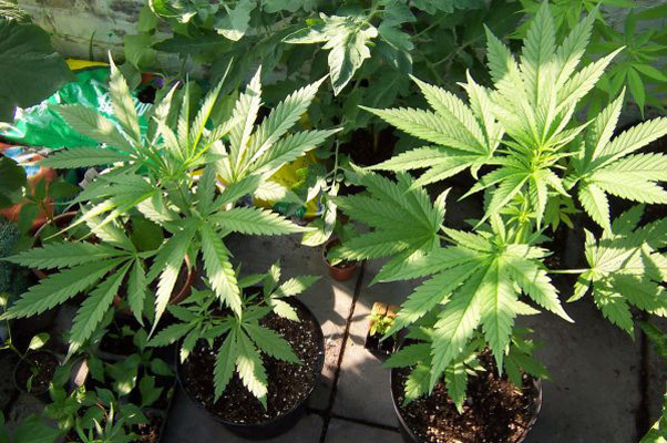 Mr. Nice Seeds - Neville's Skunk (reg.)