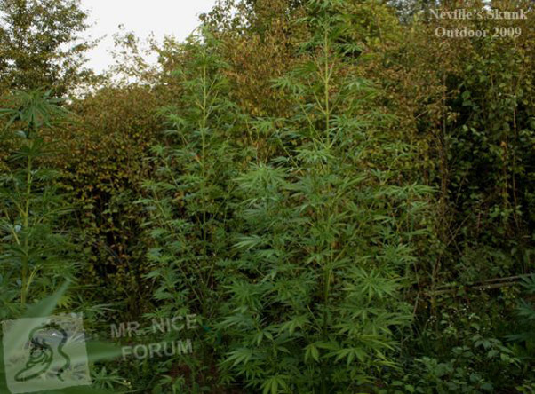 Mr. Nice Seeds - Neville's Skunk (reg.)
