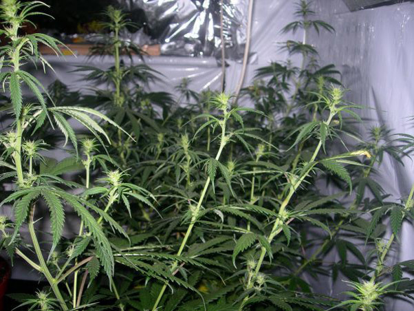 Mr. Nice Seeds - Neville's Skunk (reg.)