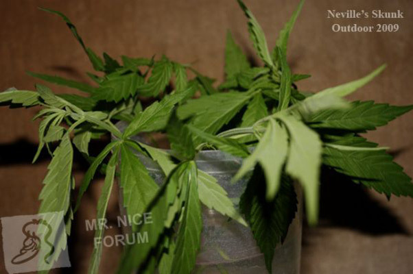 Mr. Nice Seeds - Neville's Skunk (reg.)