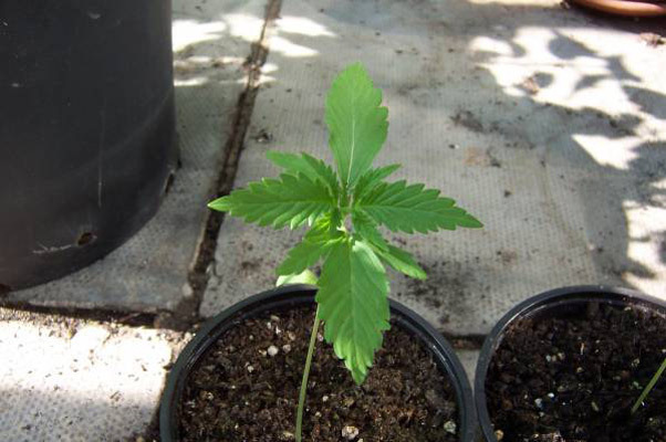Mr. Nice Seeds - Neville's Skunk (reg.)