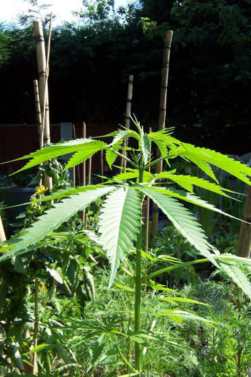 Mr. Nice Seeds - Neville's Skunk (reg.)