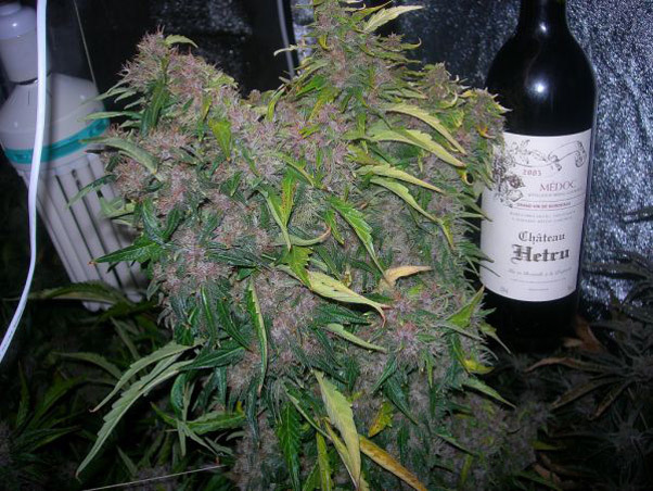 Mr. Nice Seeds - Neville's Skunk (reg.)