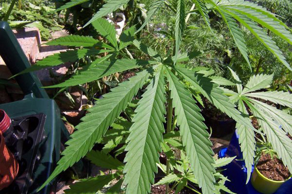 Mr. Nice Seeds - Neville's Skunk (reg.)