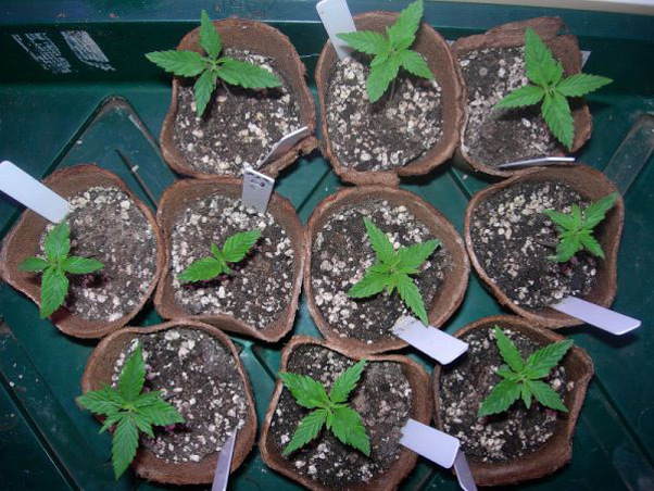 Mr. Nice Seeds - Neville's Skunk (reg.)