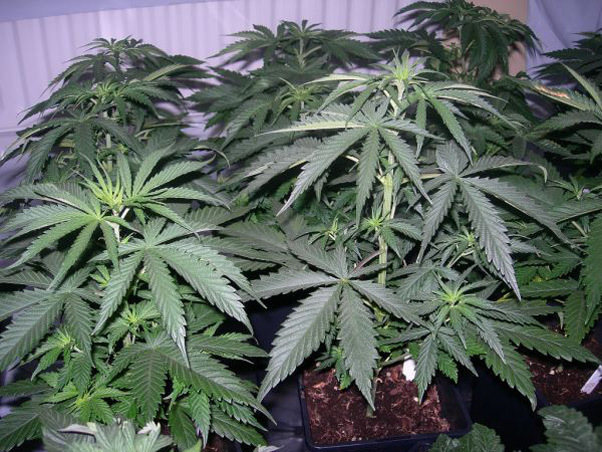 Mr. Nice Seeds - Neville's Skunk (reg.)
