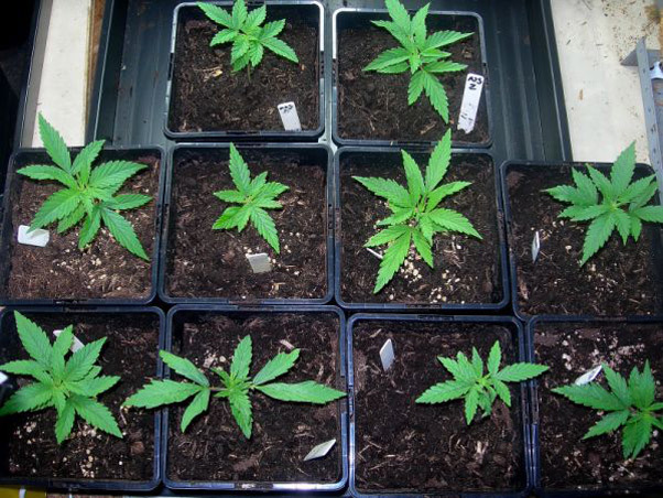Mr. Nice Seeds - Neville's Skunk (reg.)