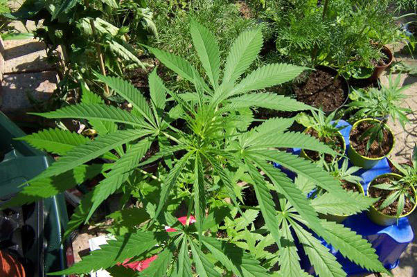 Mr. Nice Seeds - Neville's Skunk (reg.)