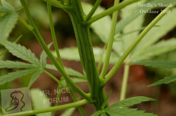 Mr. Nice Seeds - Neville's Skunk (reg.)