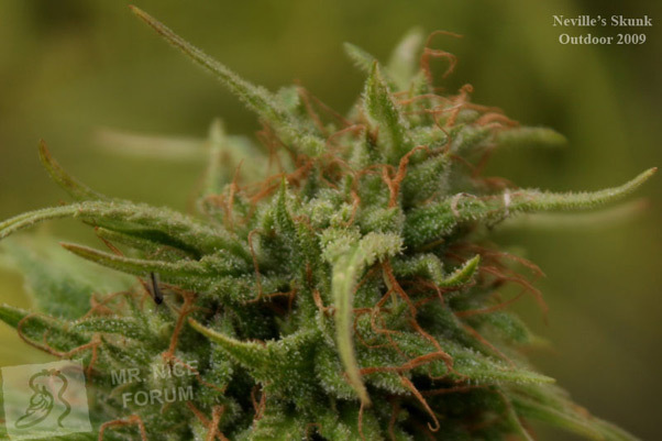 Mr. Nice Seeds - Neville's Skunk (reg.)
