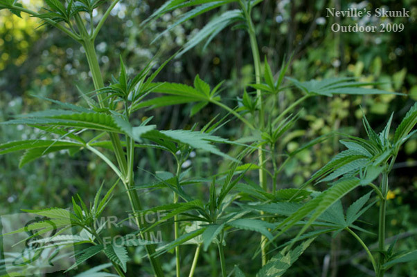 Mr. Nice Seeds - Neville's Skunk (reg.)