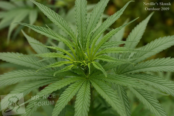 Mr. Nice Seeds - Neville's Skunk (reg.)
