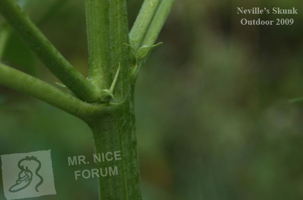 Mr. Nice Seeds - Neville's Skunk (reg.)