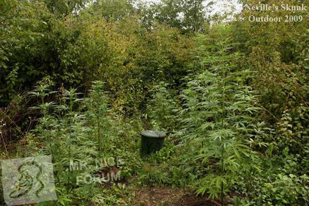 Mr. Nice Seeds - Neville's Skunk (reg.)