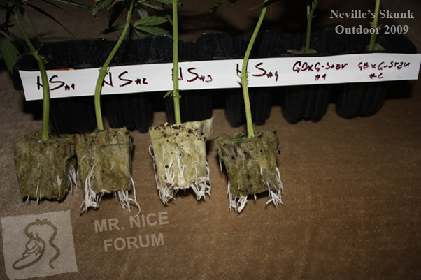 Mr. Nice Seeds - Neville's Skunk (reg.)