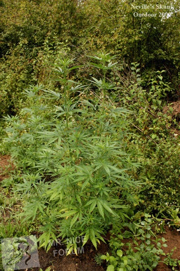 Mr. Nice Seeds - Neville's Skunk (reg.)