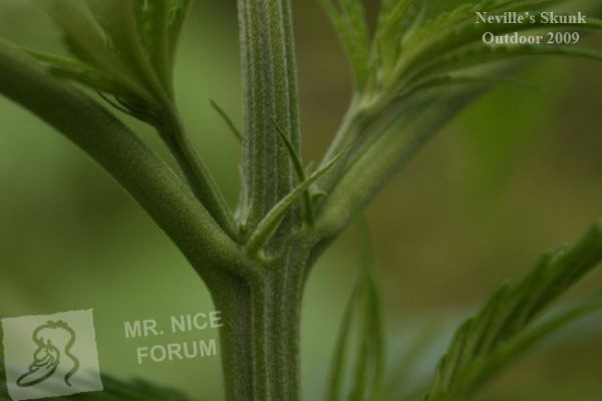 Mr. Nice Seeds - Neville's Skunk (reg.)
