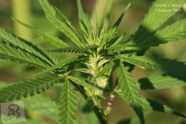 Mr. Nice Seeds - Neville's Skunk (reg.)