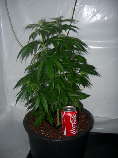 Mr. Nice Seeds - Neville's Skunk (reg.)