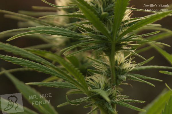 Mr. Nice Seeds - Neville's Skunk (reg.)