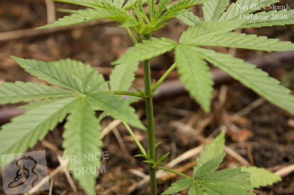 Mr. Nice Seeds - Neville's Skunk (reg.)