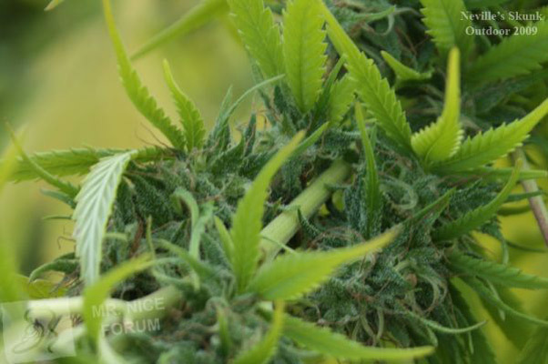 Mr. Nice Seeds - Neville's Skunk (reg.)