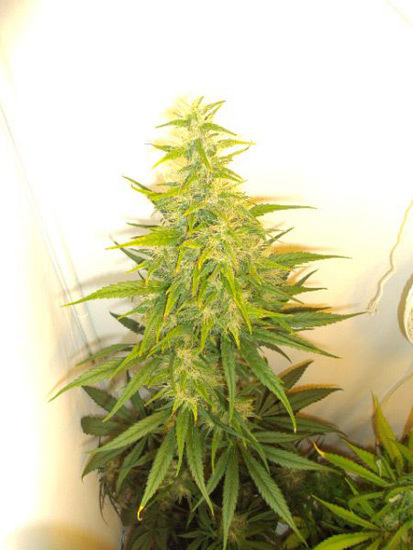 Mr. Nice Seeds - Neville's Skunk (reg.)