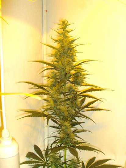 Mr. Nice Seeds - Neville's Skunk (reg.)