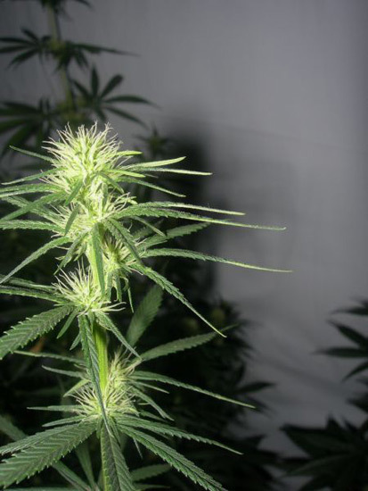 Mr. Nice Seeds - Neville's Skunk (reg.)