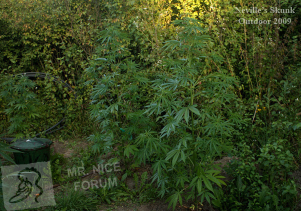 Mr. Nice Seeds - Neville's Skunk (reg.)