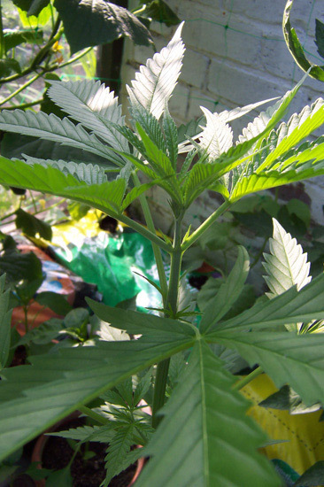 Mr. Nice Seeds - Neville's Skunk (reg.)