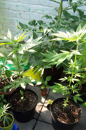 Mr. Nice Seeds - Neville's Skunk (reg.)
