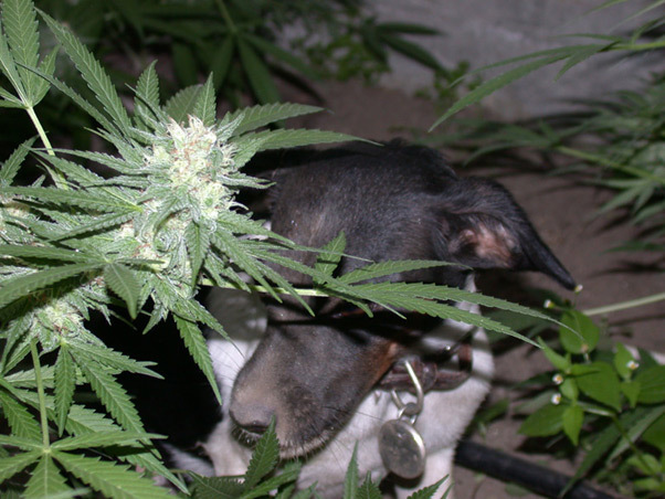 Mr. Nice Seeds - Neville's Skunk (reg.)