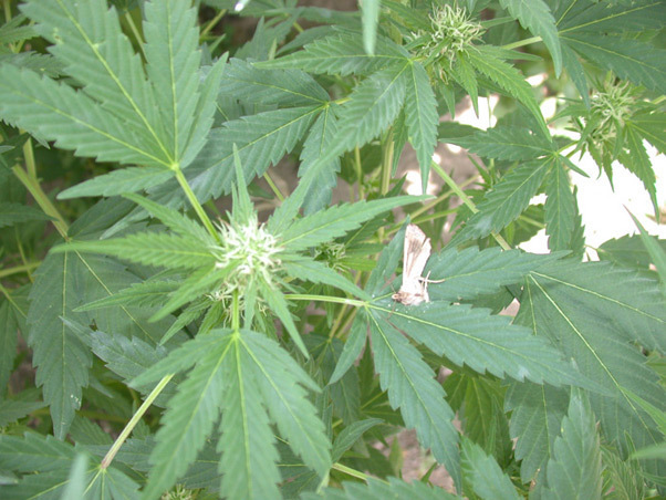 Mr. Nice Seeds - Neville's Skunk (reg.)