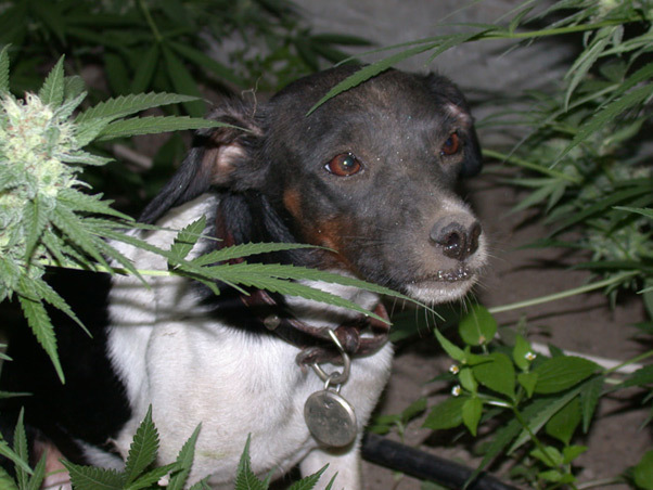 Mr. Nice Seeds - Neville's Skunk (reg.)