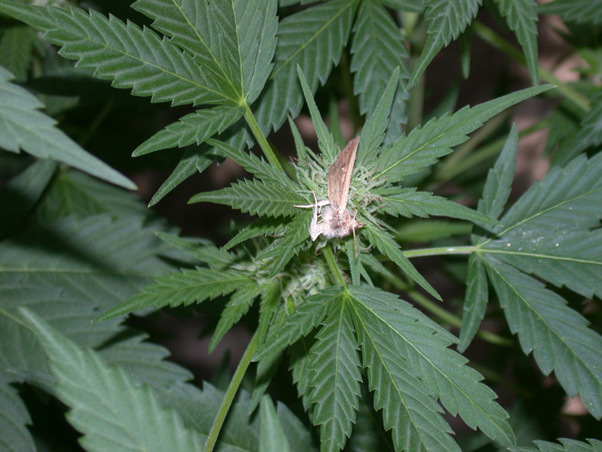 Mr. Nice Seeds - Neville's Skunk (reg.)