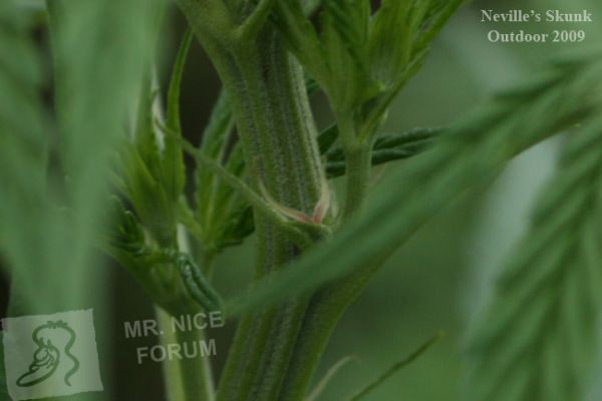 Mr. Nice Seeds - Neville's Skunk (reg.)