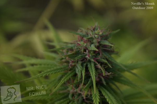 Mr. Nice Seeds - Neville's Skunk (reg.)