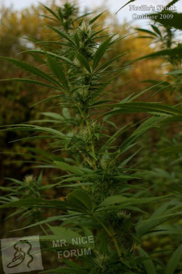 Mr. Nice Seeds - Neville's Skunk (reg.)